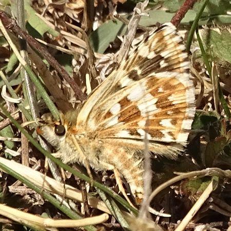 Réf. 239 414 : Pyrgus cirsii